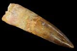 Bargain, Spinosaurus Tooth - Composite Tooth #153449-1
